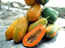 Red Lady Papaya